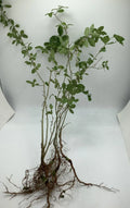 Bare Root Chinese Privet Hedge Starts 8-12 Inches Ligustrum sinense for Privacy Screen & Border