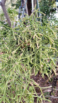 Rhipsalis teres prismatica Cuttings - 4 Branching Orchid Cactus - Rare Succulent Plant for Indoor Garden