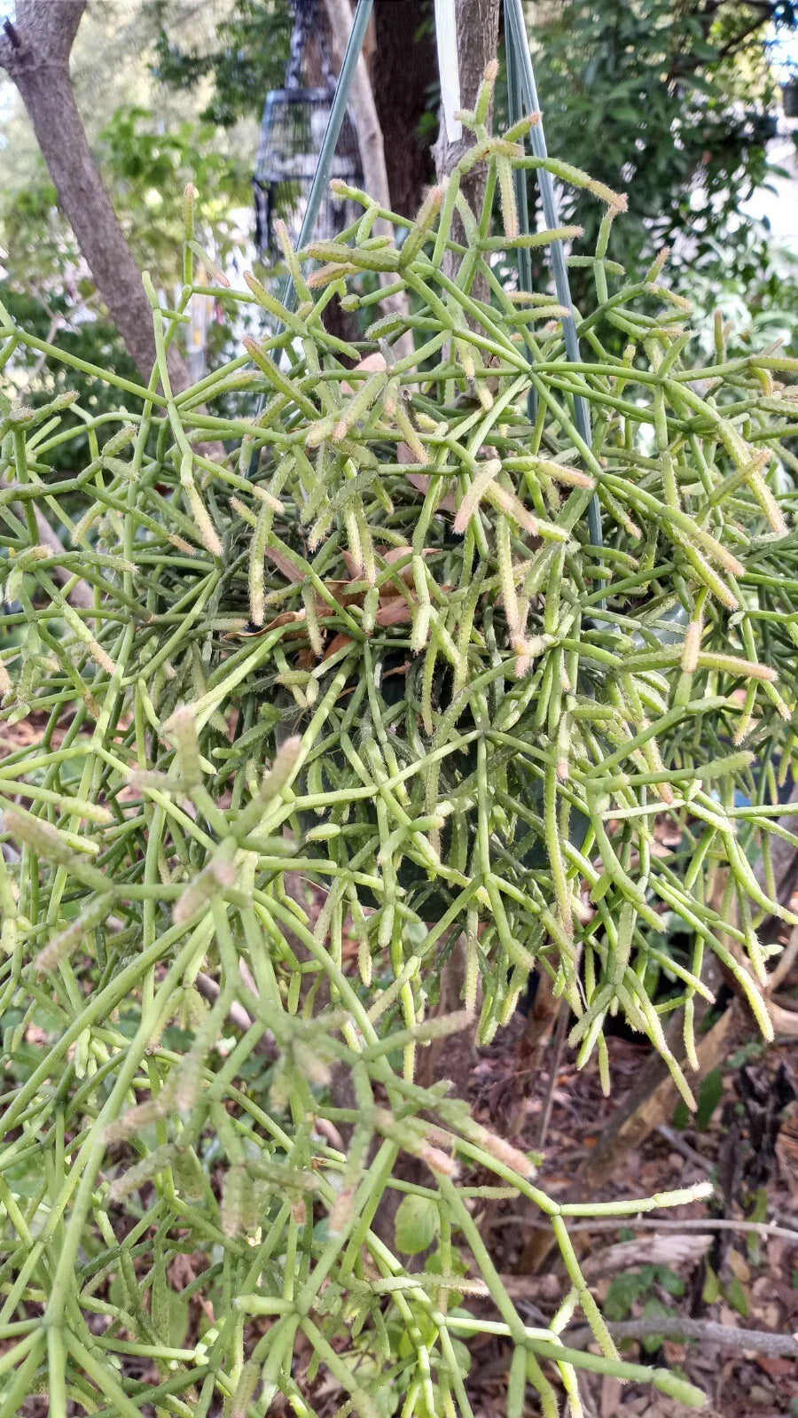 Rhipsalis teres prismatica Cuttings - 4 Branching Orchid Cactus - Rare Succulent Plant for Indoor Garden