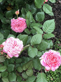 Queen of Elegance Rose Cuttings - 10 Inch Pink Variety, Rosa 'Queen of Elegance' - Garden Flowering Plant, 4 Pack