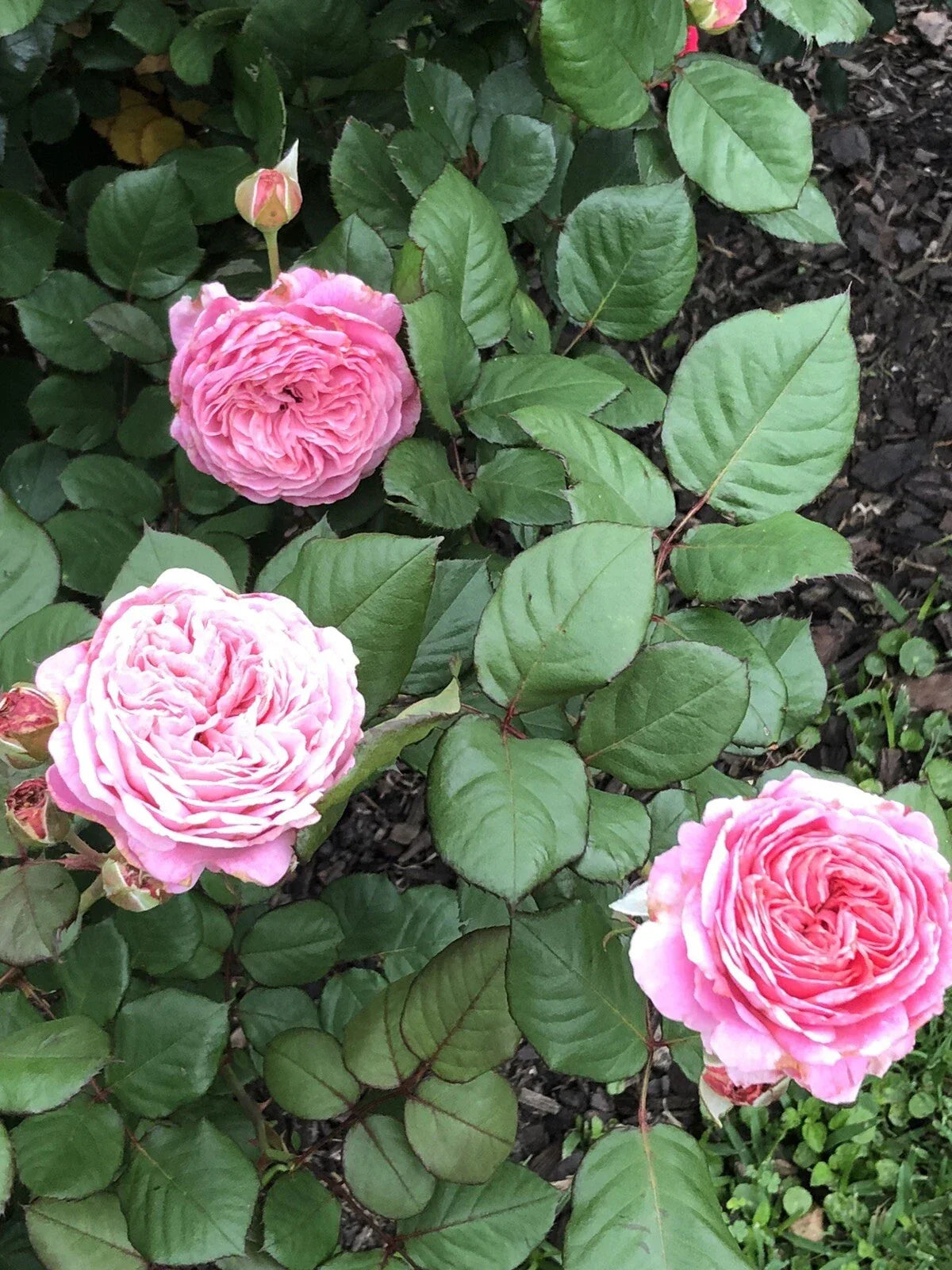 Queen of Elegance Rose Cuttings - 10 Inch Pink Variety, Rosa 'Queen of Elegance' - Garden Flowering Plant, 4 Pack