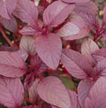 Red Garnet Amaranth Seeds, Non-GMO Annual Herb for Microgreens, Amaranthus cruentus, 2000+ Seeds