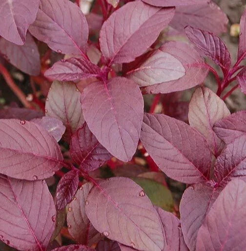 Red Garnet Amaranth Seeds, Non-GMO Annual Herb for Microgreens, Amaranthus cruentus, 2000+ Seeds