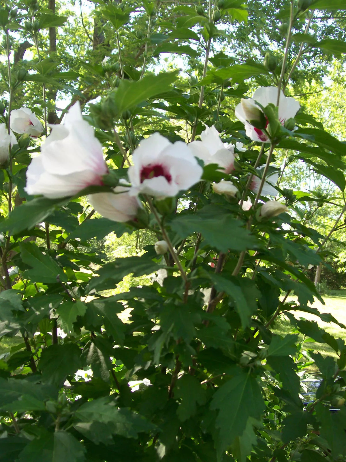 Rose of Sharon Plants Set of 4 | 12-24 Inch Hibiscus syriacus Bushy Shrubs in Mixed Colors for Zones 5-9