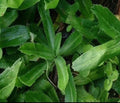 Culantro Seeds 200+ Eryngium foetidum Mexican Coriander Vietnamese Ngo Gai Herb Seed Pack