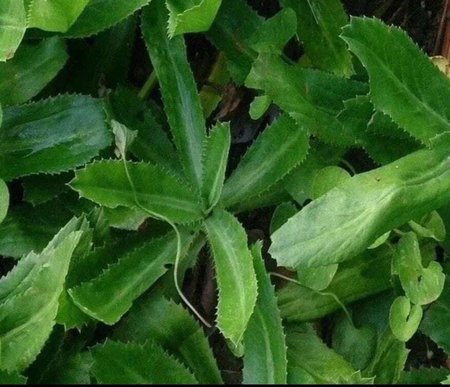 Culantro Seeds 200+ Eryngium foetidum Mexican Coriander Vietnamese Ngo Gai Herb Seed Pack