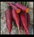 Purple Dragon Carrot Seeds - Heirloom, Rare, Vibrant Purple Daucus carota, Pack of 100-1,000 Seeds