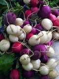 Jelly Bean Radish Seeds - Pack of 200, Colorful Raphanus sativus for Home Garden, Fast-Germinating Vegetable Seeds