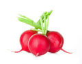 Crimson Giant Radish Seeds - Organic Non-GMO Heirloom Raphanus sativus, 200 Pack, Fast-Growing, Full Sun, Vegetable Garden Seeds