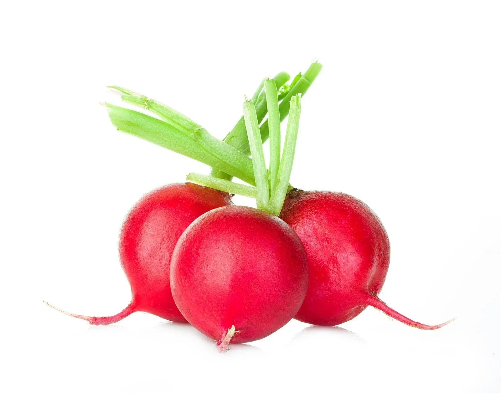 Crimson Giant Radish Seeds - Organic Non-GMO Heirloom Raphanus sativus, 200 Pack, Fast-Growing, Full Sun, Vegetable Garden Seeds