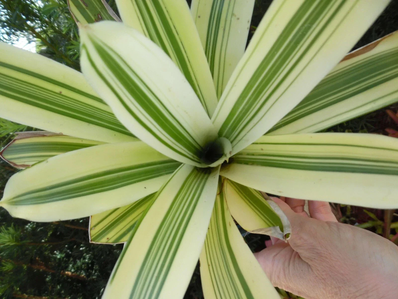 Mini Aechmea Organensis Bromeliad - Cold Snap Tropical Houseplant for Indoor Decor