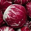 Radicchio Seeds - Palla Rossa Endive, Chicory (Cichorium intybus), 1,000+ Seeds for Home Garden & Culinary Use