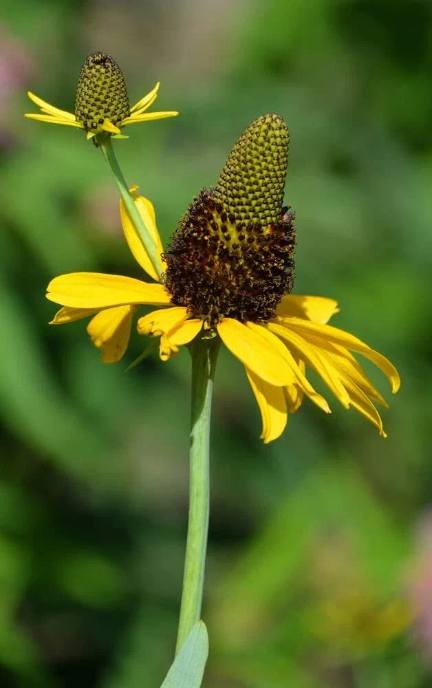 Great Coneflower Seeds 100 Count Rudbeckia Maxima Bright Yellow Flowers Attract Pollinators