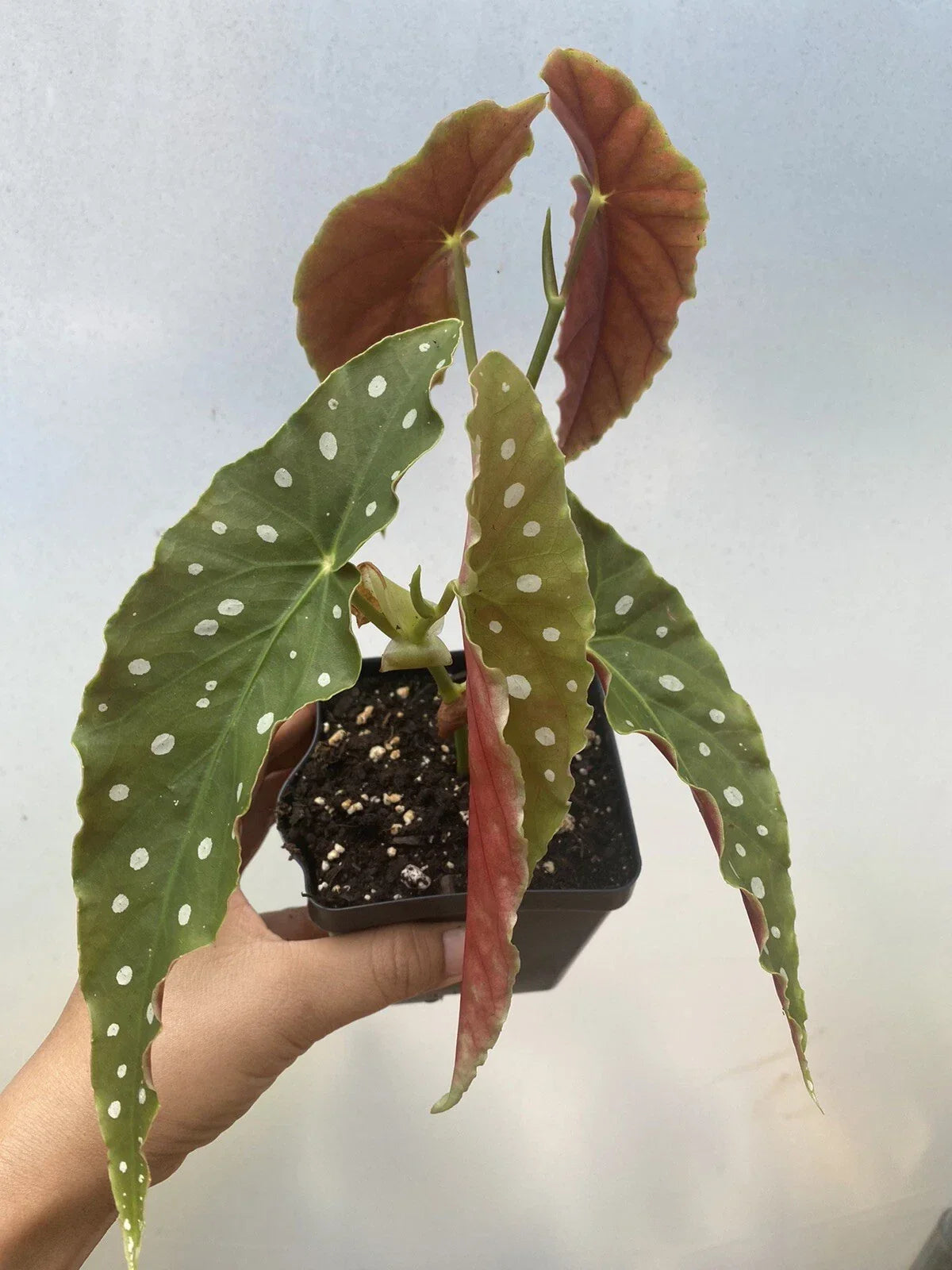 Begonia Maculata Live Houseplant 4-Inch Pot with 2 Rooted Cuttings, Polka Dot Begonia (Begonia maculata) Indoor Plant