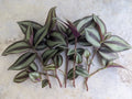Tradescantia Zebrina Cuttings - 5 Pack Wandering Jew Plant for Propagation, Indoor Trailing Foliage