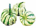 Sweet Squash Seeds - Heirloom Cucurbita pepo, Non-GMO, Tasty Spring Vegetable, USA Grown, 20 Seeds