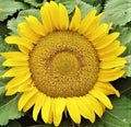 Yellow Pygmy Sunflower Seeds - Non-GMO Helianthus debilis for Small Gardens & Containers, 50+ Seeds