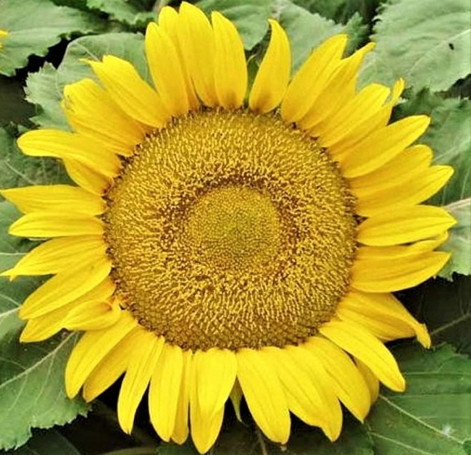 Yellow Pygmy Sunflower Seeds - Non-GMO Helianthus debilis for Small Gardens & Containers, 50+ Seeds