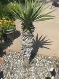 Yucca Pups Bare Root Plants – Dracaena trifasciata Varieties for Indoor & Outdoor Gardening
