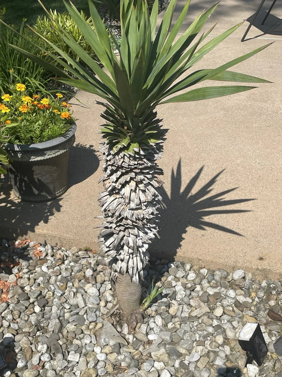 Yucca Pups Bare Root Plants – Dracaena trifasciata Varieties for Indoor & Outdoor Gardening