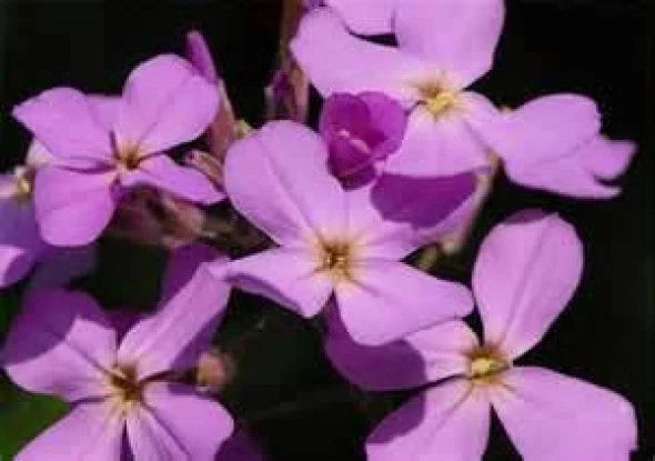 Evening Scented Stock Flower Seeds – 200 Fragrant Matthiola longipetala Seeds for Garden, Patio, Borders, and Cut Flowers
