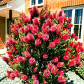 Crimson Bottlebrush Flower Tree Seeds - Callistemon citrinus, Vibrant Red Blooms, Garden Planting, Pollinator Attracting, 50 Pack
