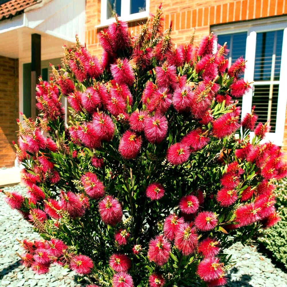 Crimson Bottlebrush Flower Tree Seeds - Callistemon citrinus, Vibrant Red Blooms, Garden Planting, Pollinator Attracting, 50 Pack