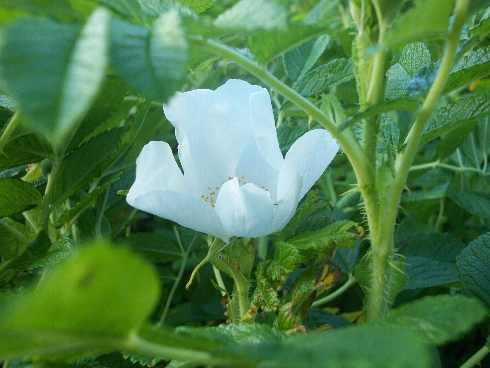 White Rugosa Rose Seeds, Rosa rugosa albiflora, Flowering Shrub Seeds for Gardens & Landscaping, Fragrant White Blooms