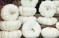 Moon Light F1 Pumpkin Seeds – Large Creamy-White Cucurbita pepo Gardening Seeds for Planting, Ornamental & Culinary Use