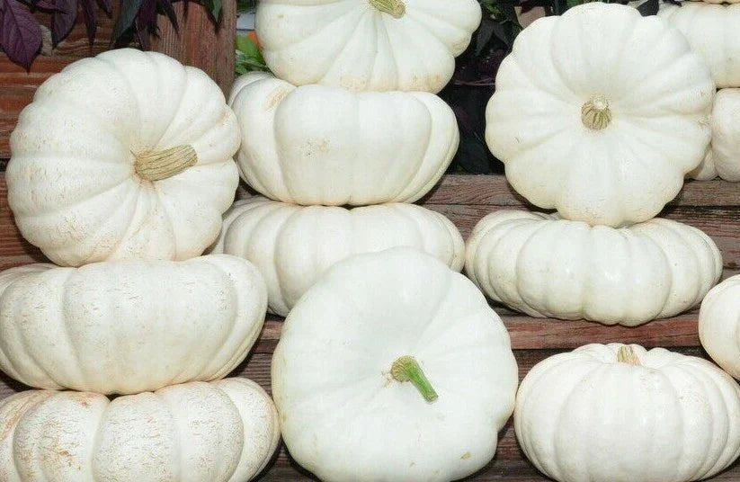 Moon Light F1 Pumpkin Seeds – Large Creamy-White Cucurbita pepo Gardening Seeds for Planting, Ornamental & Culinary Use