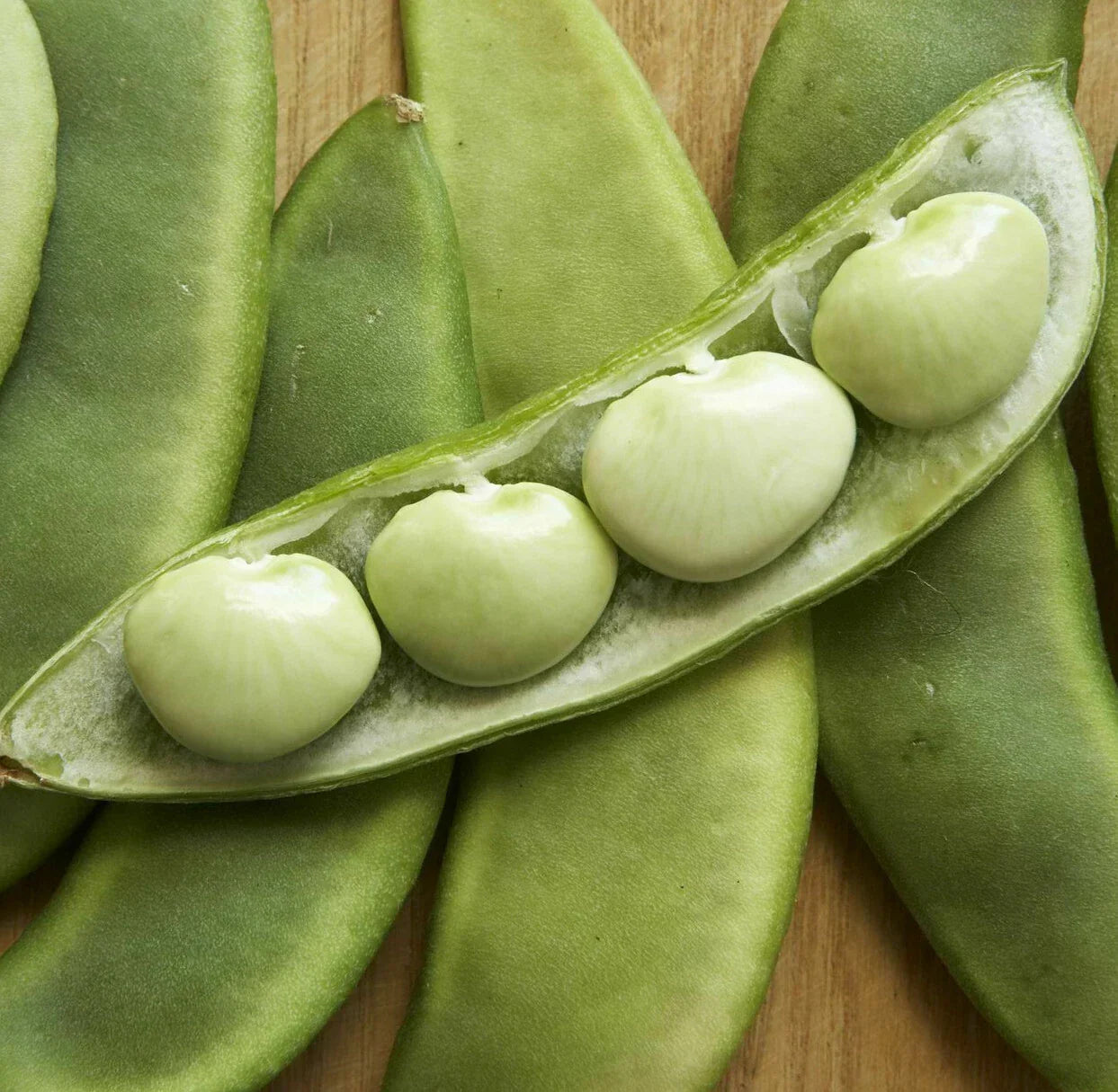 Fordhook 242 Lima Bean Seeds | Treated Vegetable Seeds for Garden | Phaseolus lunatus | Butter Pea Fava Seeds