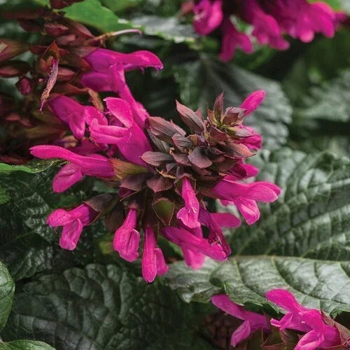 Fuchsia Salvia Seeds - 50 Perennial Flower Seeds for Hummingbirds - Salvia splendens - Garden, Landscape, Container Plant