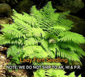 Lady Fern Rhizomes - 5 Live Roots, Athyrium filix-femina, Easy to Grow, Deer Resistant, Zones 3-8