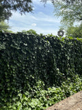 Live Rooted English Ivy Plants - 6 Inch Hedera helix Groundcover Vines for Gardens and Landscaping