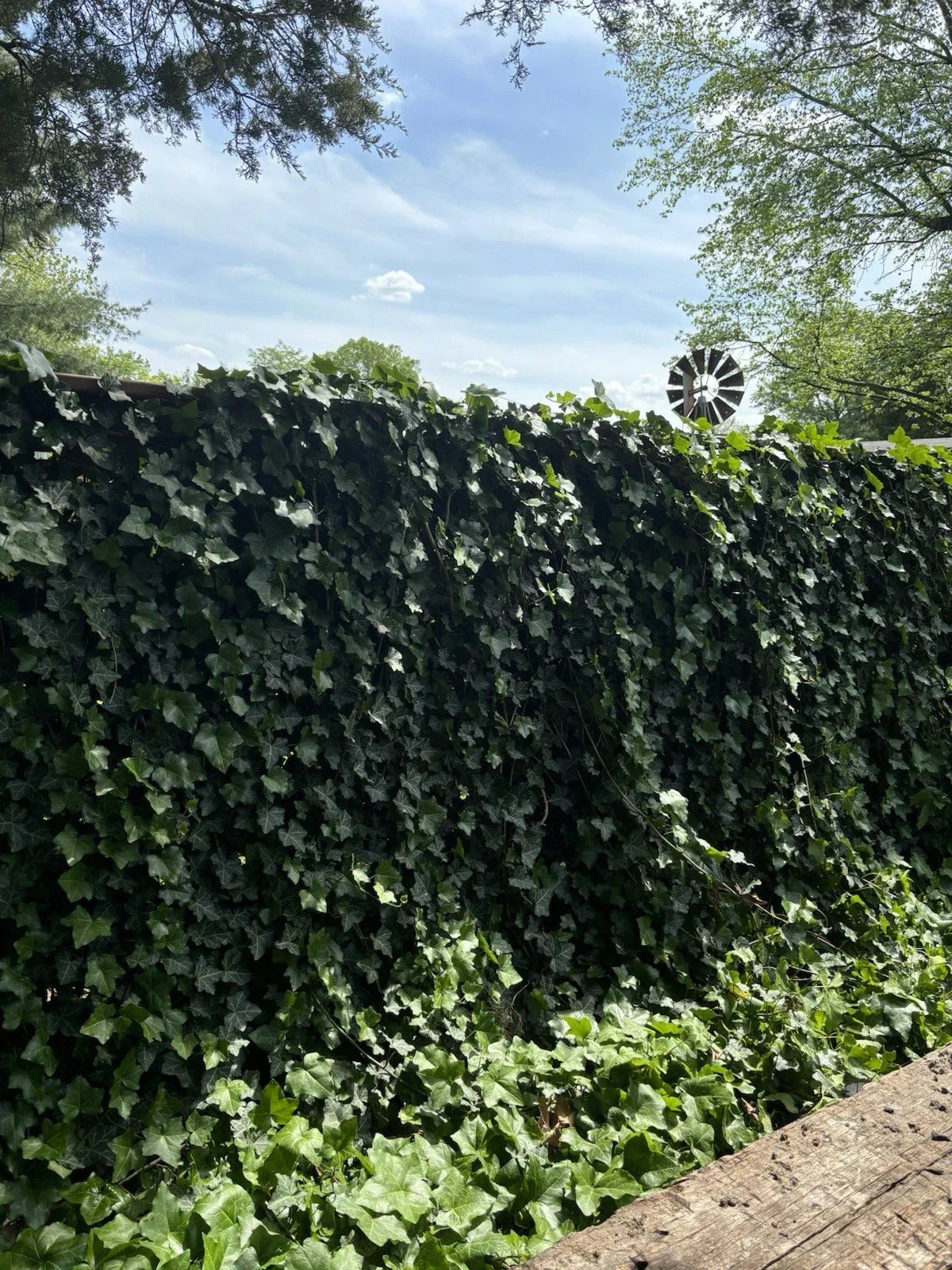 Live Rooted English Ivy Plants - 6 Inch Hedera helix Groundcover Vines for Gardens and Landscaping