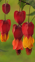 Bleeding Heart Seeds - Red-Orange Perennial Flowers for Shade - Lamprocapnos spectabilis - 25 Pack