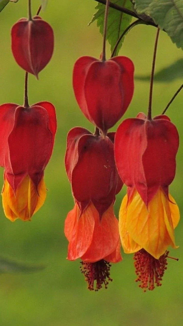 Bleeding Heart Seeds - Red-Orange Perennial Flowers for Shade - Lamprocapnos spectabilis - 25 Pack