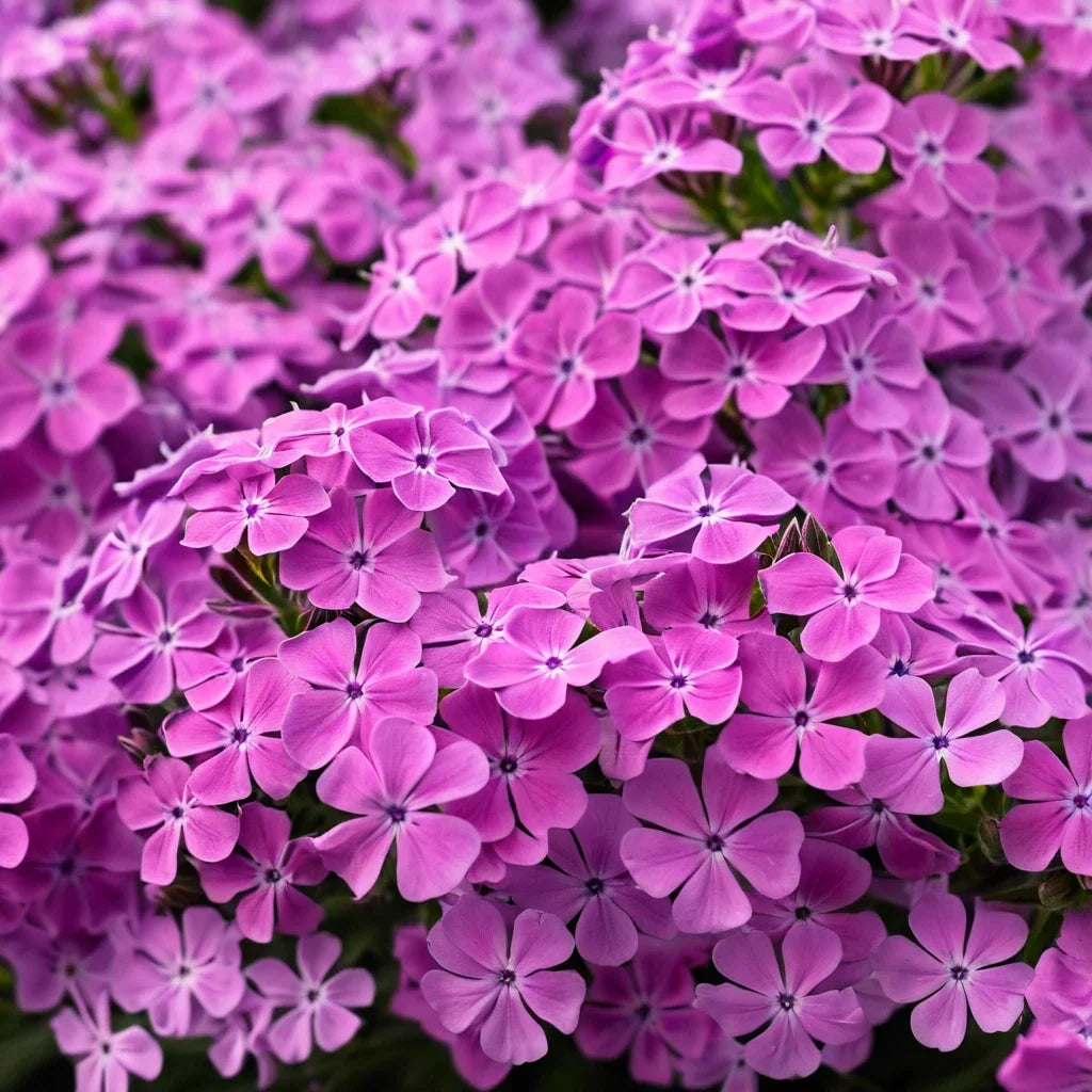 Ruby Phlox Seeds - Perennial Flower Seeds for Bees & Butterflies - Phlox paniculata - 50 Pack