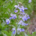 Clerodendrum Blue Butterfly Live Rooted Plant, Tropical Climbing Vine, Exotic Garden Plant, Clerodendrum ugandense