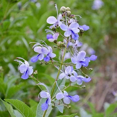 Clerodendrum Blue Butterfly Live Rooted Plant, Tropical Climbing Vine, Exotic Garden Plant, Clerodendrum ugandense