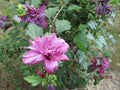 Red Althea Double Red Rose of Sharon Hibiscus syriacus - 3 Cuttings, Garden Plant, Shrub, Full Sun