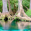 Water Tupelo Tree Seeds - Pack of 5 - Nyssa aquatica - Wetland, Flood Tolerant, Long-Living Honey Sap Trees