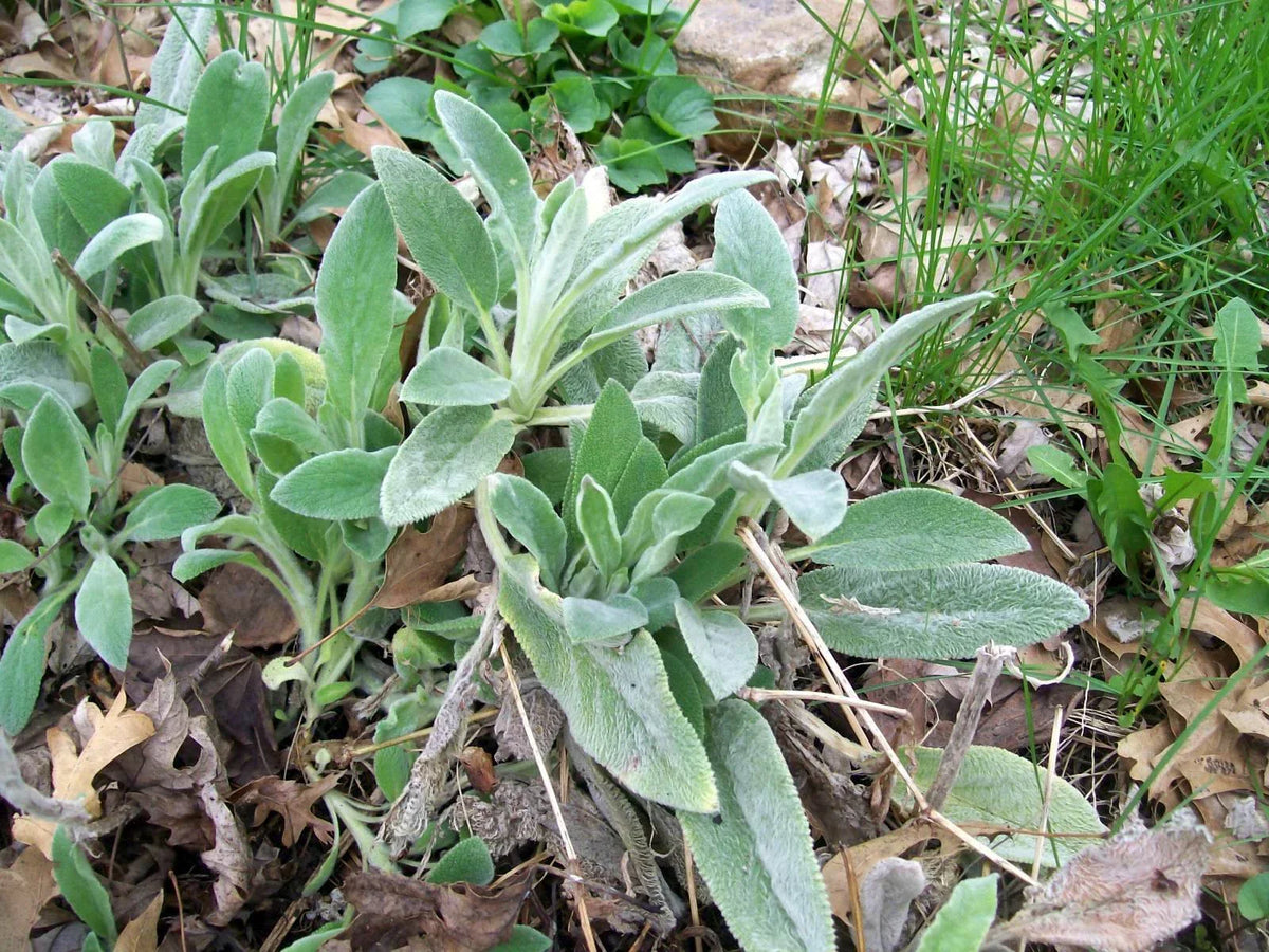 Lamb's Ears Live Starter Plants Set of 3, Stachys byzantina, Silvery Foliage, Ground Cover, Drought-Tolerant, Full Sun