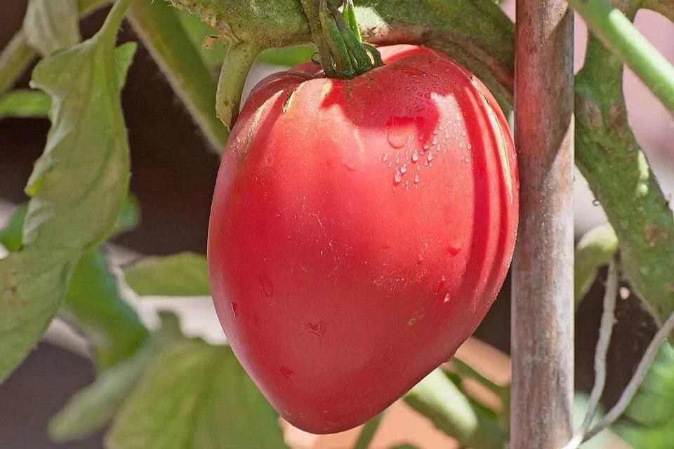 Organic Anna Russian Tomato Seeds - 100 Pack, Heirloom, Non-GMO, Solanum lycopersicum, Full Sun, Indeterminate, Garden & Container