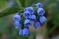 Virginia Bluebells Plants - 2 Perennials for Shade Gardens - Vibrant Blue Flowers - Mertensia virginica