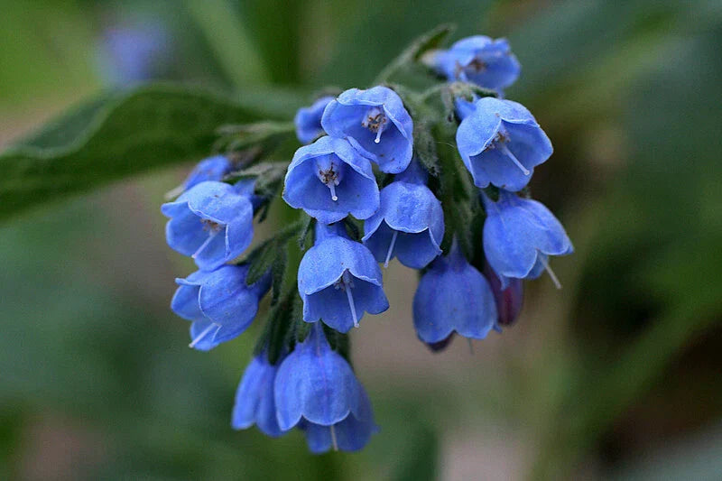 Virginia Bluebells Plants - 2 Perennials for Shade Gardens - Vibrant Blue Flowers - Mertensia virginica
