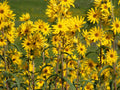 Maximilian Sunflower Seeds 200 Count, Helianthus maximilian, Perennial Wildflower for Pollinator Gardens