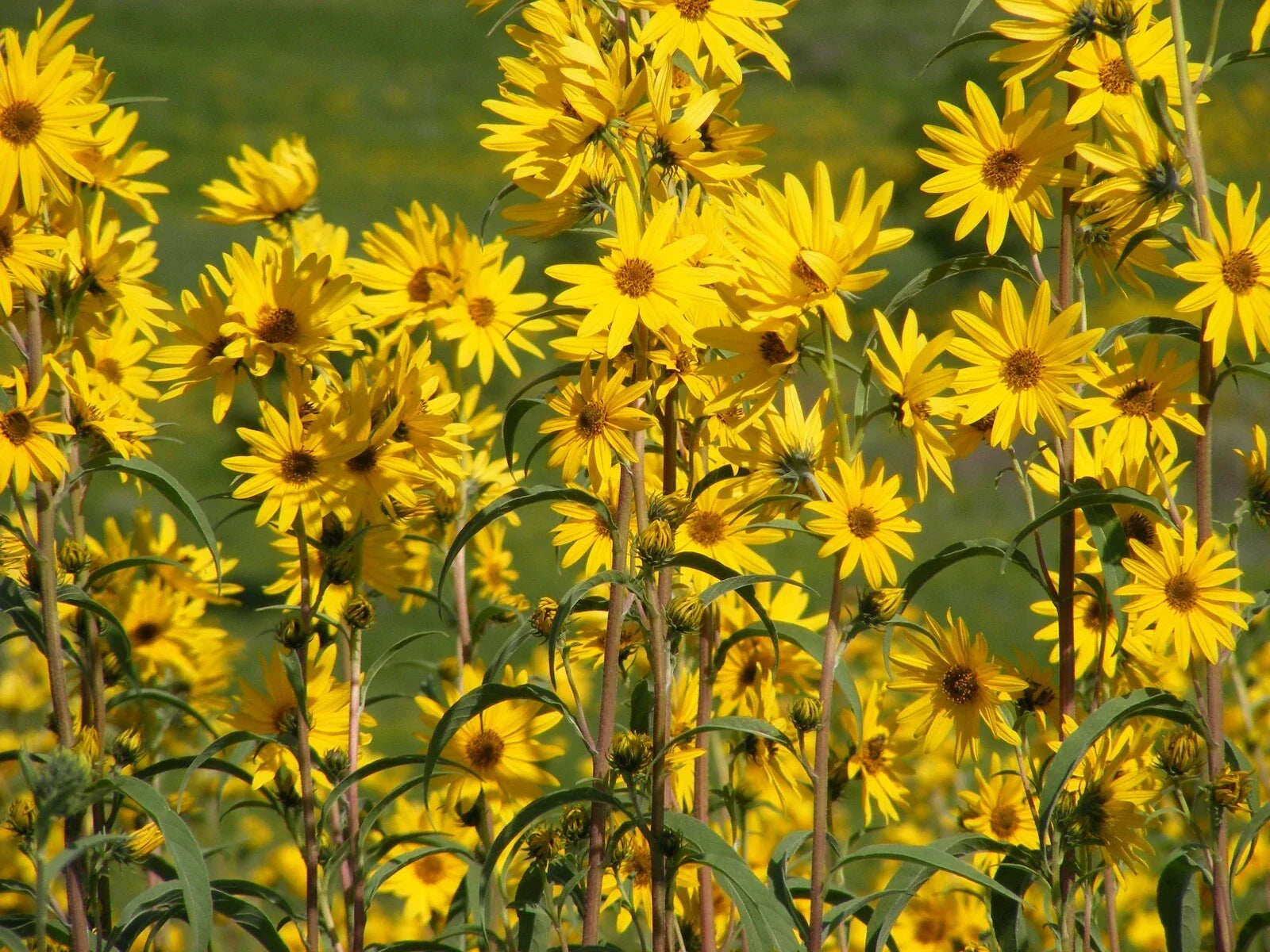 Maximilian Sunflower Seeds 200 Count, Helianthus maximilian, Perennial Wildflower for Pollinator Gardens