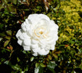 White Dwarf Rose Plant - Perennial, Compact, White Blooms, Rosa 'White Dwarf'