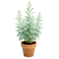 Wormwood Seeds - Perennial Artemisia absinthium for Pest Repellent & Garden Borders - 3000+ Seeds